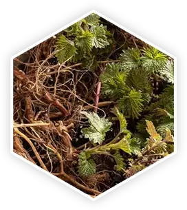 Nettle Root in ProstaVive for urinary and hormone health